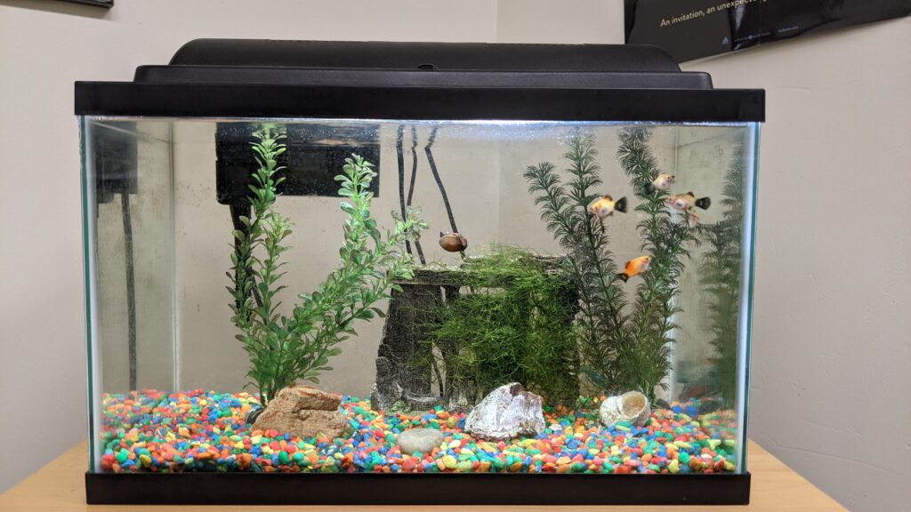 Goldfish and Ghost Shrimp and Snails, Oh My: Woodlawn's Fish Tanks